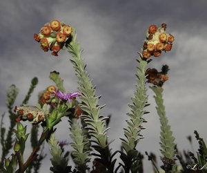 The Heuningberg Nature Reserve